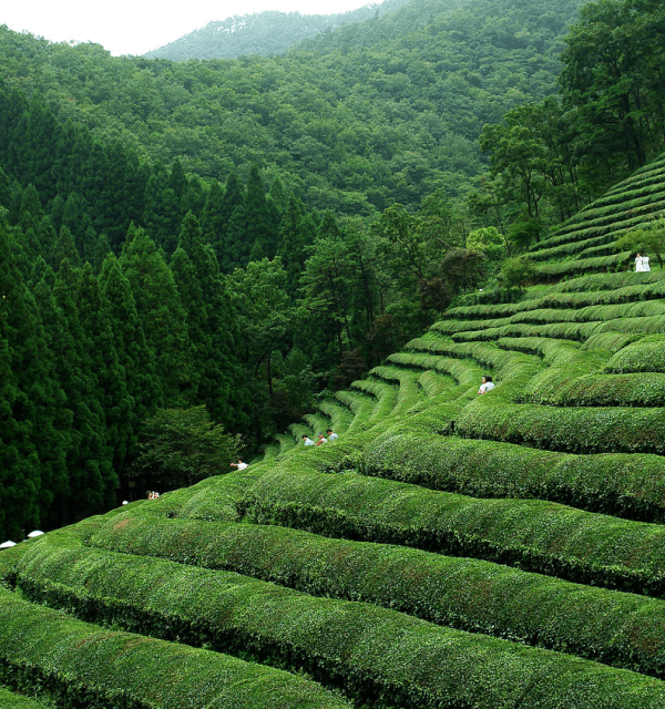 Tea culture